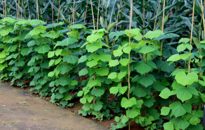 怎樣檢測(cè)泥土是不是有重金屬（土壤重金屬含量多少為超標(biāo)？）