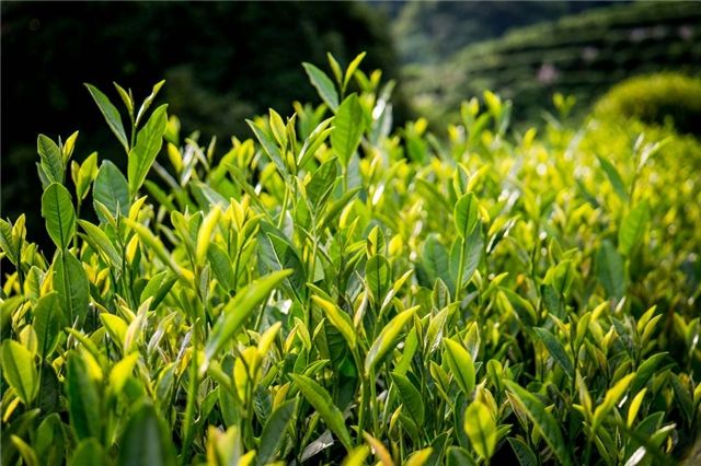 長興雨潤荼葉生產(chǎn)地配置農(nóng)藥殘留檢測儀提升茶葉銷售市場